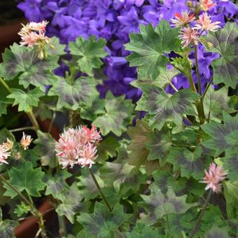 Pelargonium 'Bev Foster'