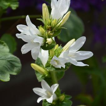 Campanula glomerata 'Alba'