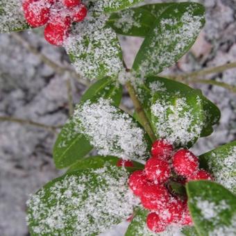 Skimmia japonica 'Winifred Cook'