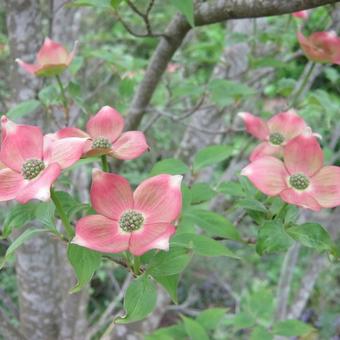 Cornus 'Rutgan'