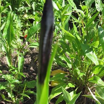 Iris chrysographes 'Black Form'