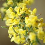 Cytisus scoparius 'Golden Sunlight' - 