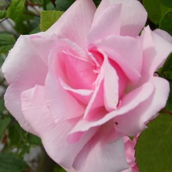 Rosa 'Kathleen Harrop'