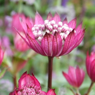 Astrantia carniolica 'Rubra' - 