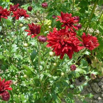 Chrysanthemum rubellum  'Duchess of Edinburgh'