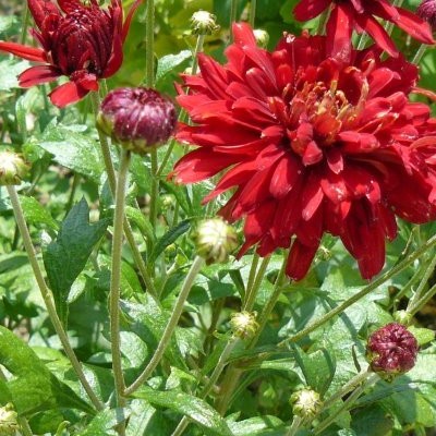 Chrysanthemum rubellum  'Duchess of Edinburgh' - Chrysanthemum rubellum  'Duchess of Edinburgh'