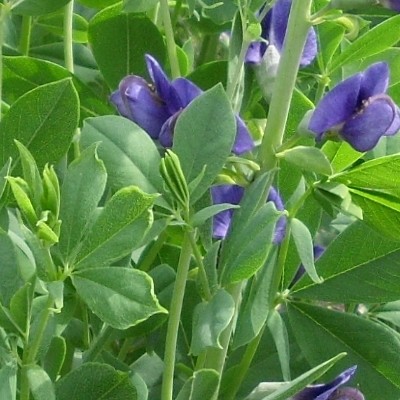 Baptisia - Baptisia