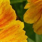 Helenium 'Windley' - 