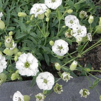 Silene uniflora 'Weisskehlchen'