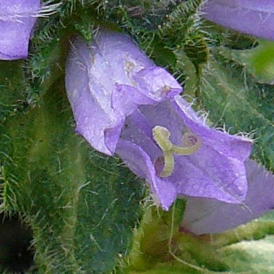 Campanula cervicaria - 