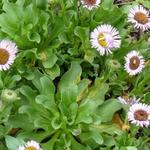 Erigeron glaucus - Strand-Berufkraut