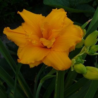 Hemerocallis 'Condilla'