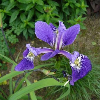 Iris x robusta 'Gerald Darby'