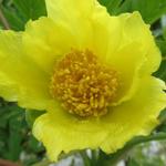 Paeonia lutea var. ludlowii - 