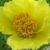 Paeonia lutea var. ludlowii