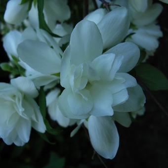 Philadelphus 'Snowbelle'