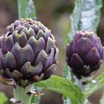 Cynara scolymus 'Gros Vert de Laon' - 