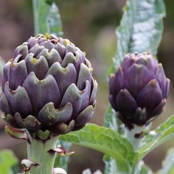 Cynara scolymus 'Gros Vert de Laon'