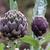 Cynara scolymus 'Gros Vert de Laon'