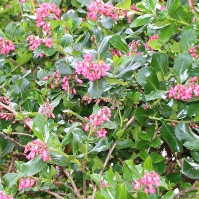 Escallonia rubra var. macrantha - Escallonia rubra var. macrantha