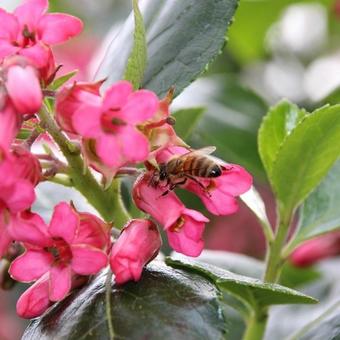 Escallonia rubra var. macrantha