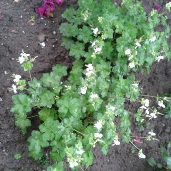 Geranium macrorrhizum 'White Ness'