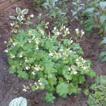 Geranium macrorrhizum 'White Ness'