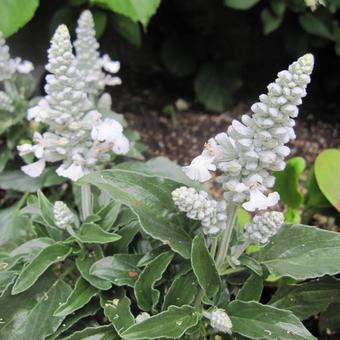 Salvia farinacea 'SALLYFUN Snow White'