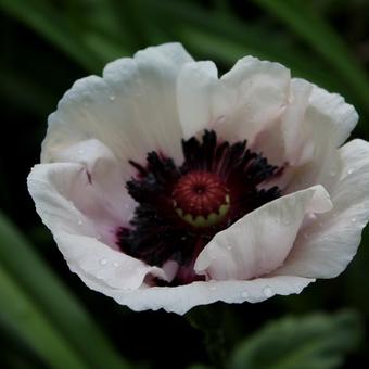 Papaver orientale 'Perry's White'