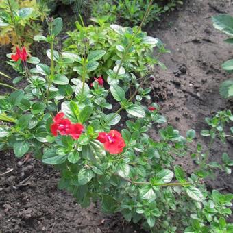 Salvia 'Royal Bumble'