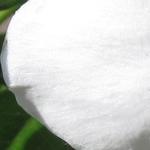 Mandevilla 'SUNDAVILLE White' - 