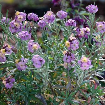 Erysimum linifolium 'Jenny Brook'