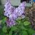 Syringa vulgaris (lilapaars)