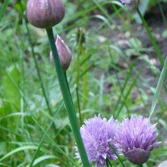 Allium schoenoprasum