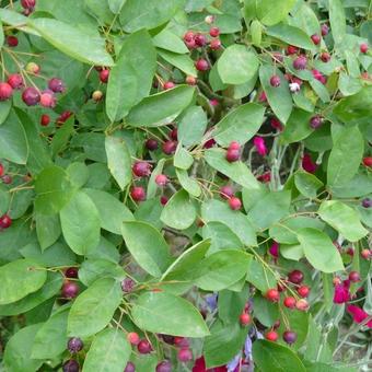 Amelanchier lamarckii