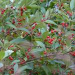 Aronia arbutifolia 'Brilliant' - ARONIE À FEUILLES D'ARBOUSIER , ARONIE ROUGE - Aronia arbutifolia 'Brilliant'