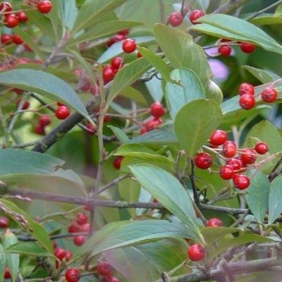 Aronia arbutifolia 'Brilliant' - ARONIE À FEUILLES D'ARBOUSIER , ARONIE ROUGE