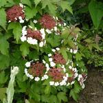 Viburnum sargentii 'Onondaga' - 