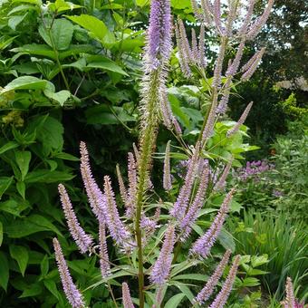 Veronicastrum virginicum 'Pink Glow'