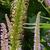 Veronicastrum virginicum 'Pink Glow'