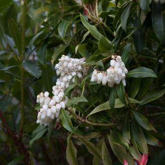 Pieris 'Forest Flame'