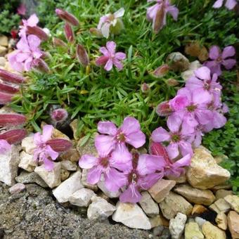 Saponaria x olivana