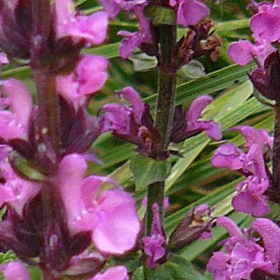 Salvia nemorosa 'New Dimension Rose' - 