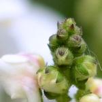 Diascia vigilis 'White' - 