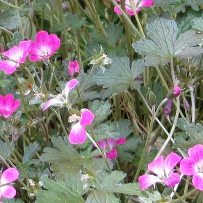 Geranium x oxonianum 'Orkney Cherry' - 