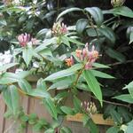 Lonicera henryi - Henrys Geissblatt