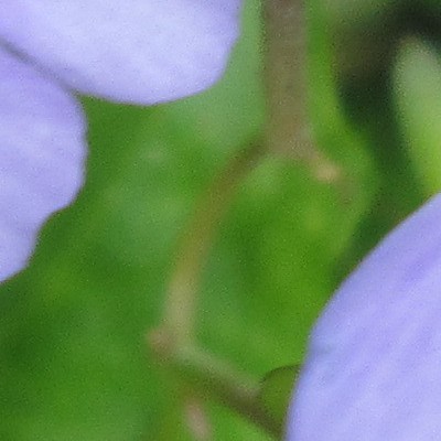 MAZUS RAMPANT, - Mazus reptans