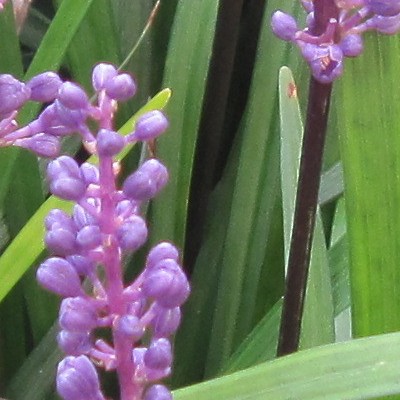 Liriope muscari 'Big Blue' - Liriope muscari 'Big Blue'