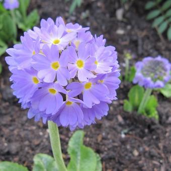 Primula denticulata var. cachemiriana