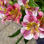 Alstroemeria 'PRINCESS Paola' - 